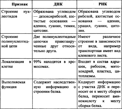 Сравните строение, локализацию в клетках и функции РНК и ДНК